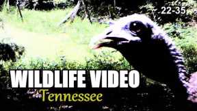 Narrated Wildlife Video 22-35 from Trail Cameras in the Tennessee Foothills of the Smoky Mountains