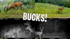 See the Bucks that showed on our Trail Cameras: August 2022