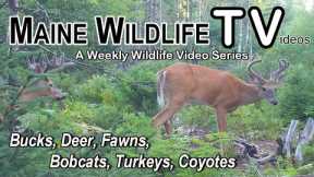 Deer/Bucks/Fawns/Bobcat/Turkey/Coyotes/Maine Wildlife Trail Video/Trail Cam/Wilderness