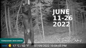 June 26th - July 16th 2022 Tomahawk Wisconsin Trail Cam Videos