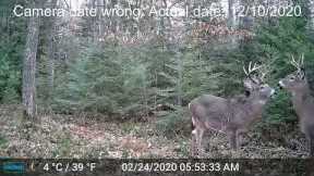 Best Trail Cam Footage of 2020