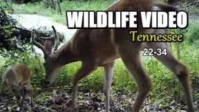 Narrated Wildlife Video 22-34 from Trail Cameras in the Tennessee Foothills of the Smoky Mountains