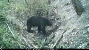 The Sink- Video Series of a Waterhole on Trail Camera in the Oregon Woods, Episode 1