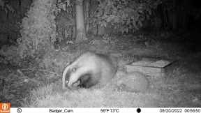 Garden trail cam with badger, hedgehog and cats.