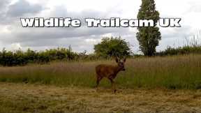 Deer enjoy the cut grass!  Trail camera Thursday