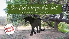 Can I get a leopard to STOP in front of my trail camera? | Camera-trapping Episode 2