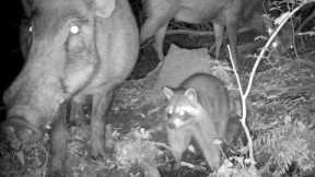Raccoons, wild boar, deer, and tanuki! Trail camera footage