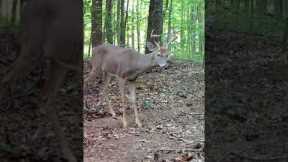 Trail Camera: Two White-Tail Bucks Walk By!!!