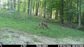 Trail Camera: Episode 2  Why Can't We Be Friends?