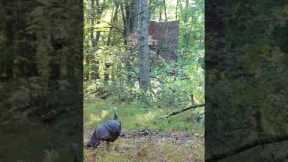 Trail Camera: Crazy Turkey!!!