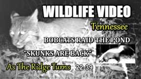 Narrated Wildlife Video 22-39 from Trail Cameras in the Tennessee Foothills of the Smoky Mountains