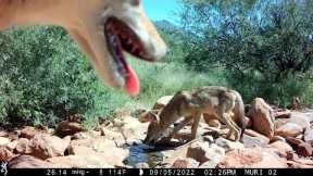 Arizona Trail Camera:  Hot Dogs & Cool Cats