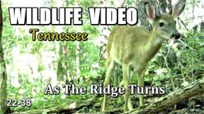 Narrated Wildlife Video 22-38 from Trail Cameras in the Tennessee Foothills of the Smoky Mountains