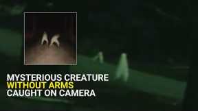 Mysterious creature, without arms, moving in America, caught on camera