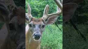 BIG Buck in on Trail Camera #shorts #deerseason #trailcamera