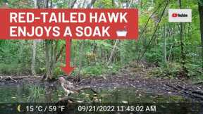Red-tailed Hawk Takes Bath at Vernal Pool (Trail Cam Video)
