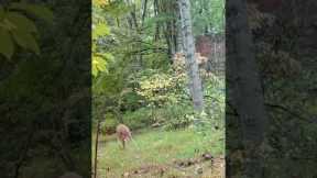 Trail Camera: Deer Flips Out!!!