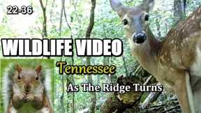 Narrated Wildlife Video 22-36 from Trail Cameras in the Tennessee Foothills of the Smoky Mountains