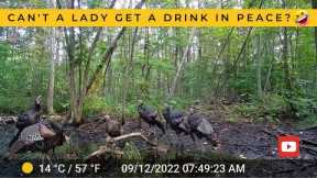 Tom Turkeys Swoon Over Single Hen at the Watering Hole (Trail Cam Video)