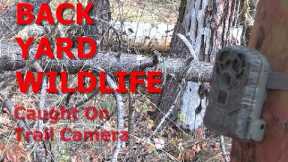 BACK YARD WILDLIFE Caught On Trail Camera