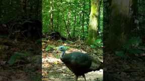 Trail Camera: Turkey Walk By!!!