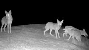 TrailCam Weekly Digest - September Part 1-  2022 - Field testing New Campark TC07