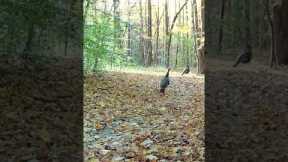 Trail Camera: Two Turkeys!!!