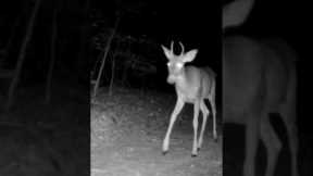 Trail Camera: Young Buck Walking By!!!