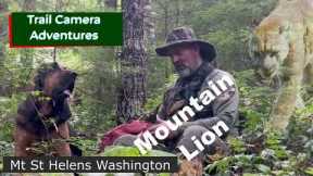 Mountain Lions on Mt. St. Helens: Cougar Sightings and Trail Camera Videos