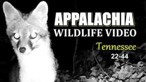 Appalachia Wildlife Video 22-44 from Trail Cameras in the Tennessee Foothills of the Smoky Mountains