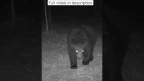Trail camera - black bear