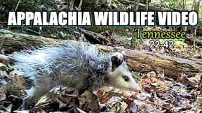 Appalachia Wildlife Video 22-42 from Trail Cameras in the Tennessee Foothills of the Smoky Mountains