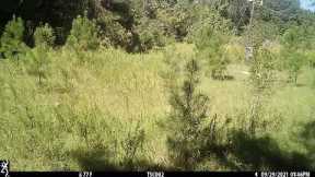 Trail Camera August - October 2022