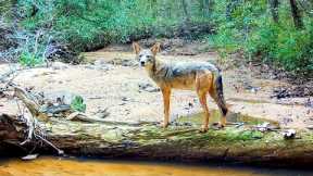 Trail Camera Setup/Pickup: Wildlife of the Deep South
