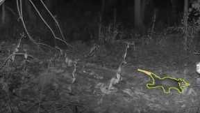 Oswald the Possum caught on camera in the Woods Trail Cam