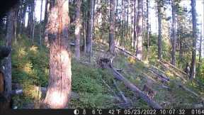 Trail Camera Video Oct 21, 2022