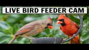 LIVE Bird Feeder Camera! (Streaming in 4K from my backyard)