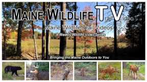 Deer / Coyotes / Fall / Raccoon / Maine Wildlife Trail Video week ending 10.29.22 / Trail Cam