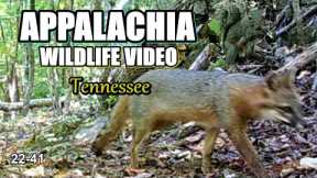 Appalachia Wildlife Video 22-41 from Trail Cameras in the Tennessee Foothills of the Smoky Mountains
