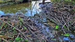 Beaver Dam Removal! || Did Our Trail Camera Survive In Gator Creek At The New Dam!?