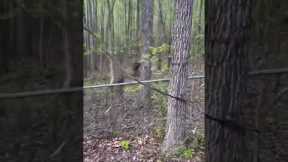 Checking trail cameras for deer