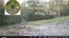 Trail Camera Action -  October 7, 2022 - Vlog #206