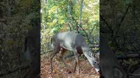Trail Camera: Buck Walking Past!!!