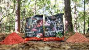 Trail Camera: Crushed Apple VS Crushed Sugar Beets Deer Attractant