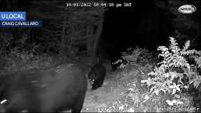 Video: Bear cubs following mother caught on trail camera in Whitefield