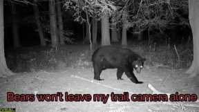 Bears won't leave my trail camera alone