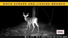 First Buck at the Mock Scrape This Fall (Trail Cam Video)