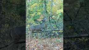 Trail Camera: Deer Snack Time!!!