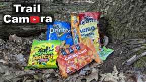 Halloween Candy Left in the Woods [TRAIL CAMERA] Things Get Scary!!!