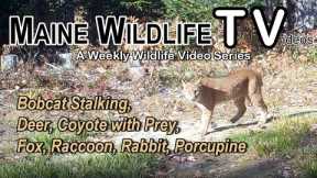 Bobcat Stalking | Coyote with Prey | Deer | Fox | Rabbit | Porcupine | Maine Wildlife | Trail Cam